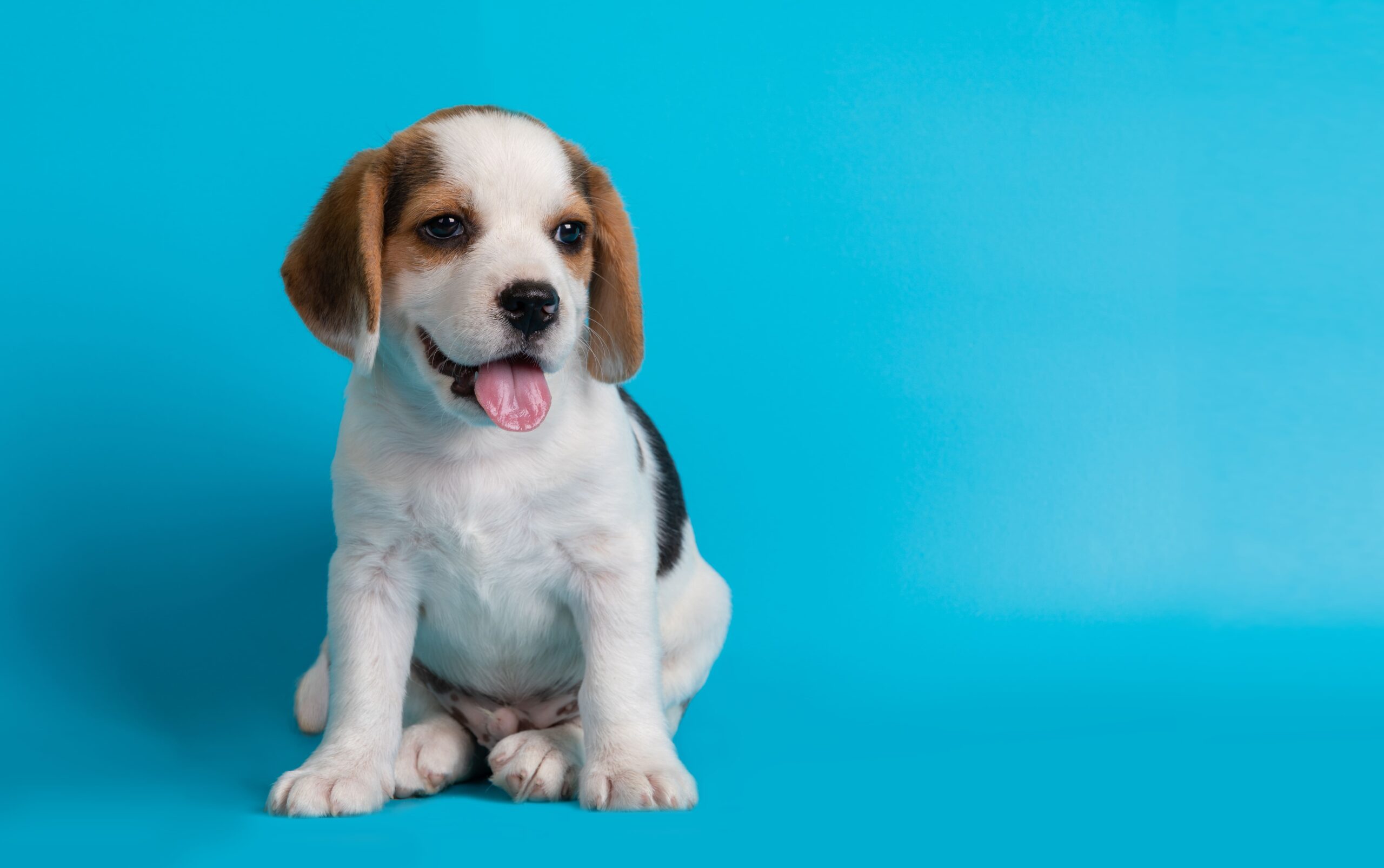 10 curiosidades sobre cachorros que você precisa saber