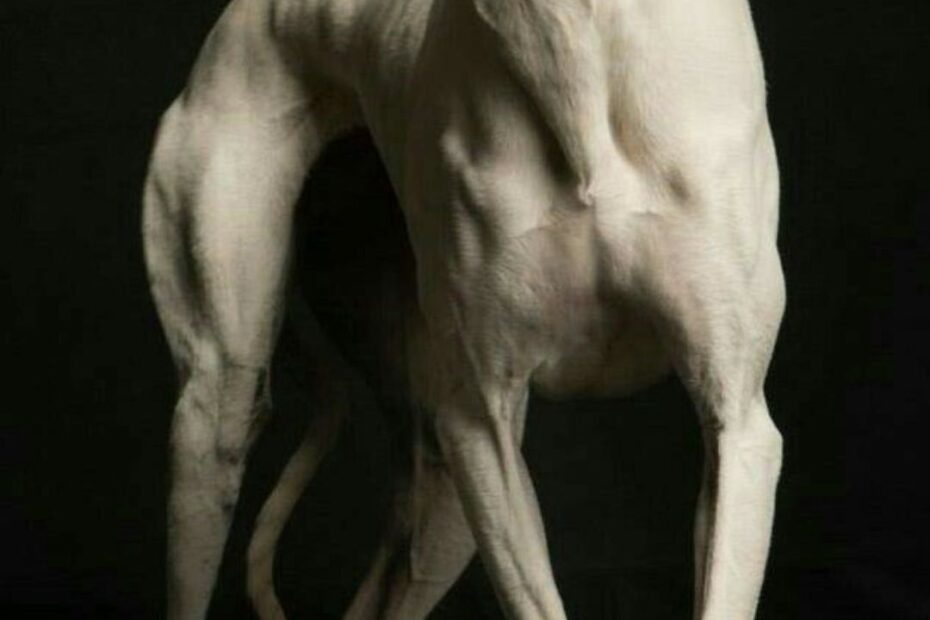 cachorro mais magro do mundo - Greyhounds