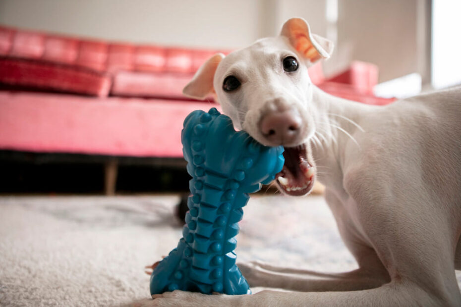 5 Melhores Brinquedos de Borracha para Cachorro