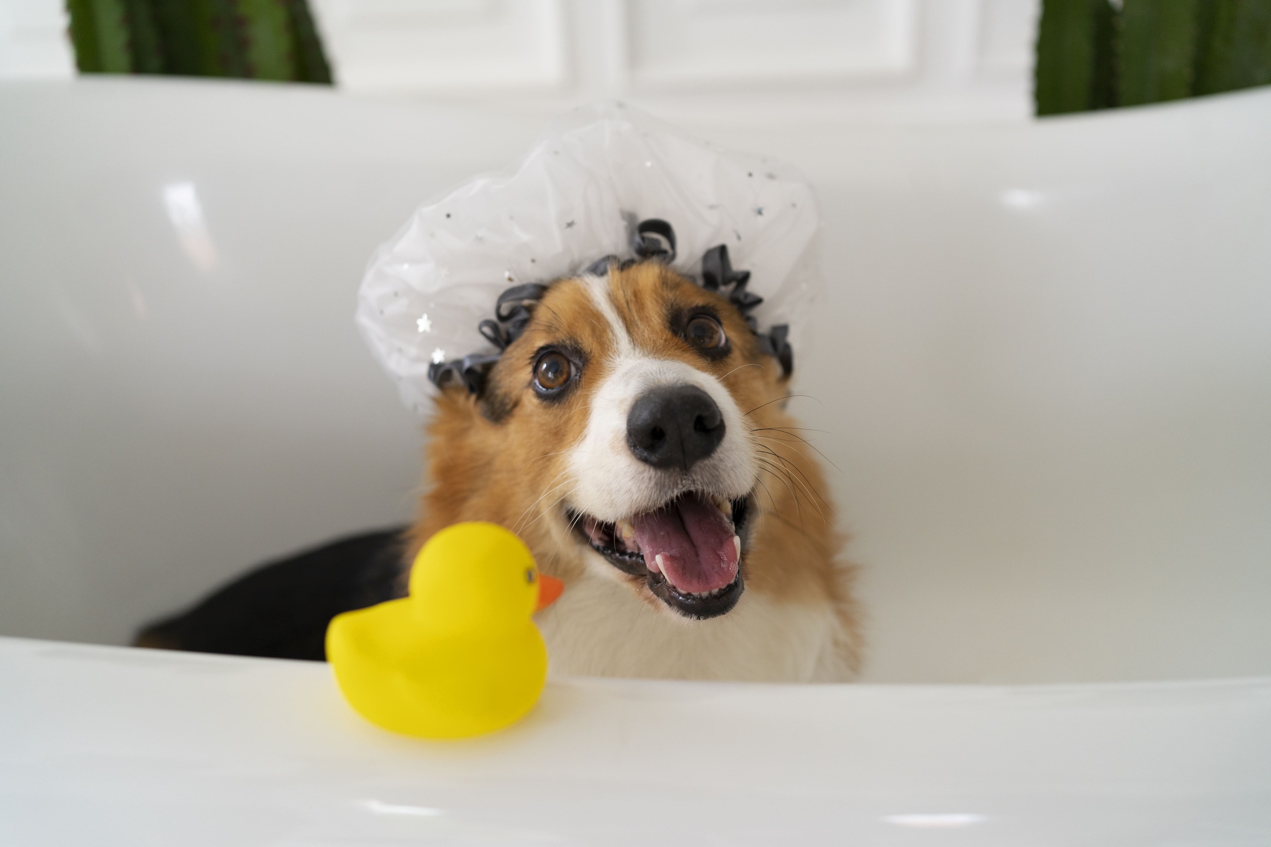 Banho em cachorro: pode usar shampoo de humano