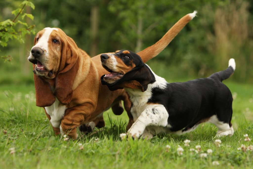 Basset Hound - raça de cachorro de orelhas grandes