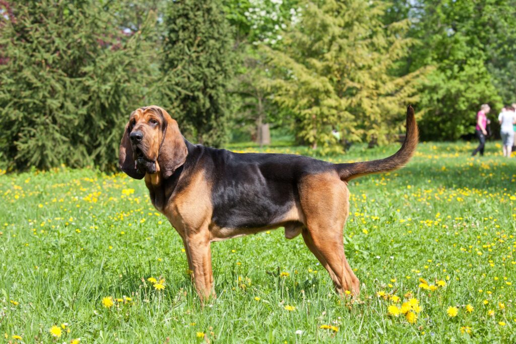 Bloodhound - cachorro com orelhas grandes