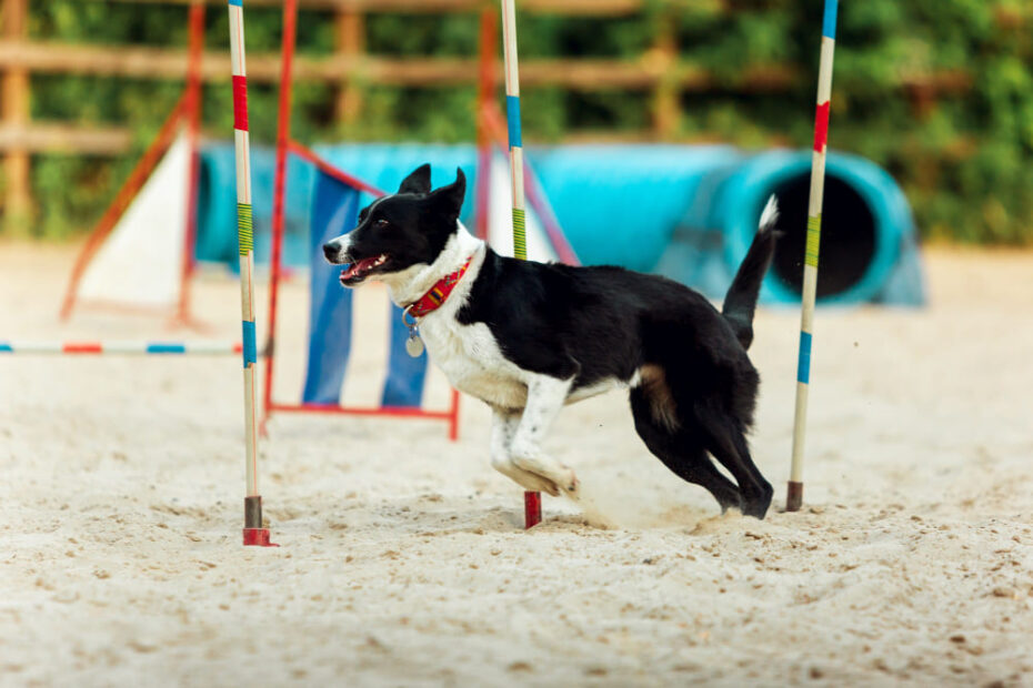 Creche Legal de Cachorro