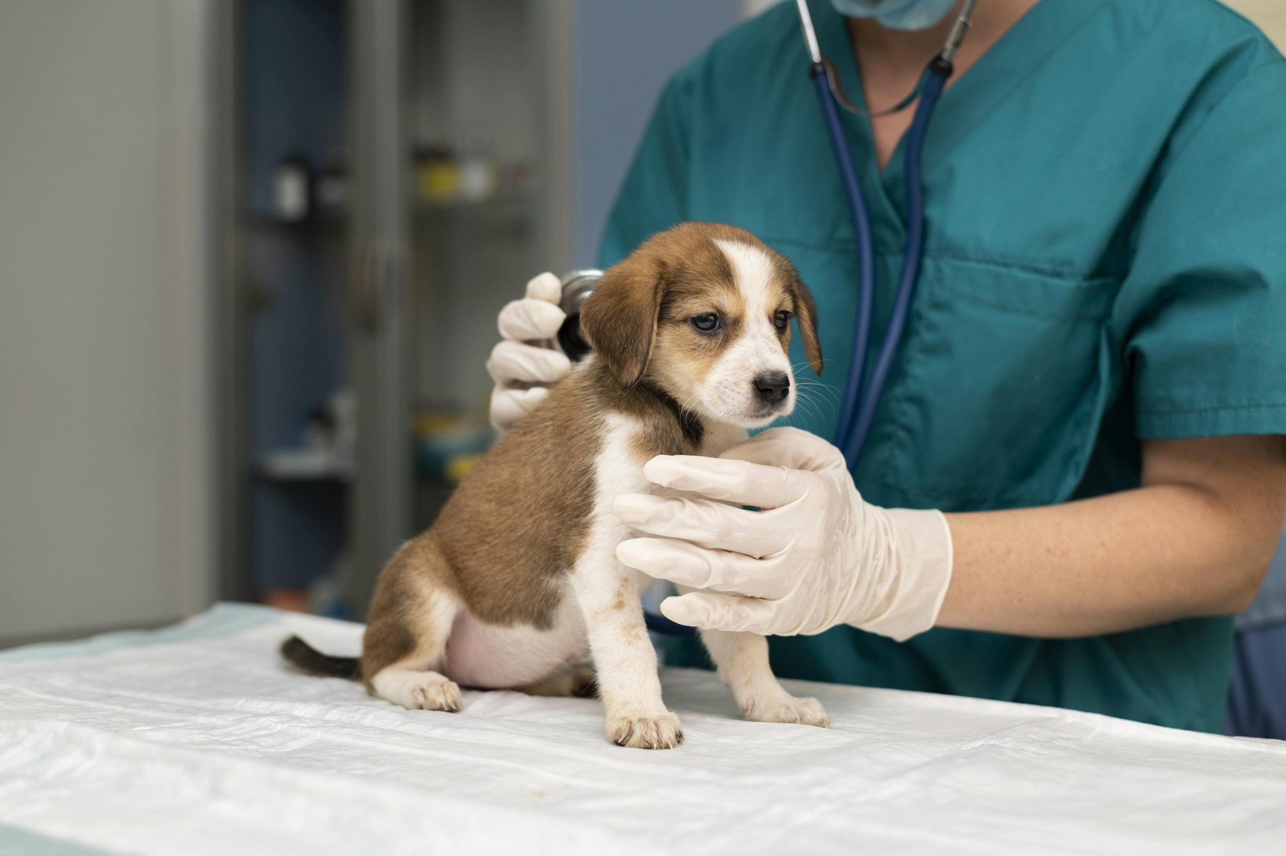 Dermatite por lambedura em cachorro: quando lamber se torna um problema de saúde