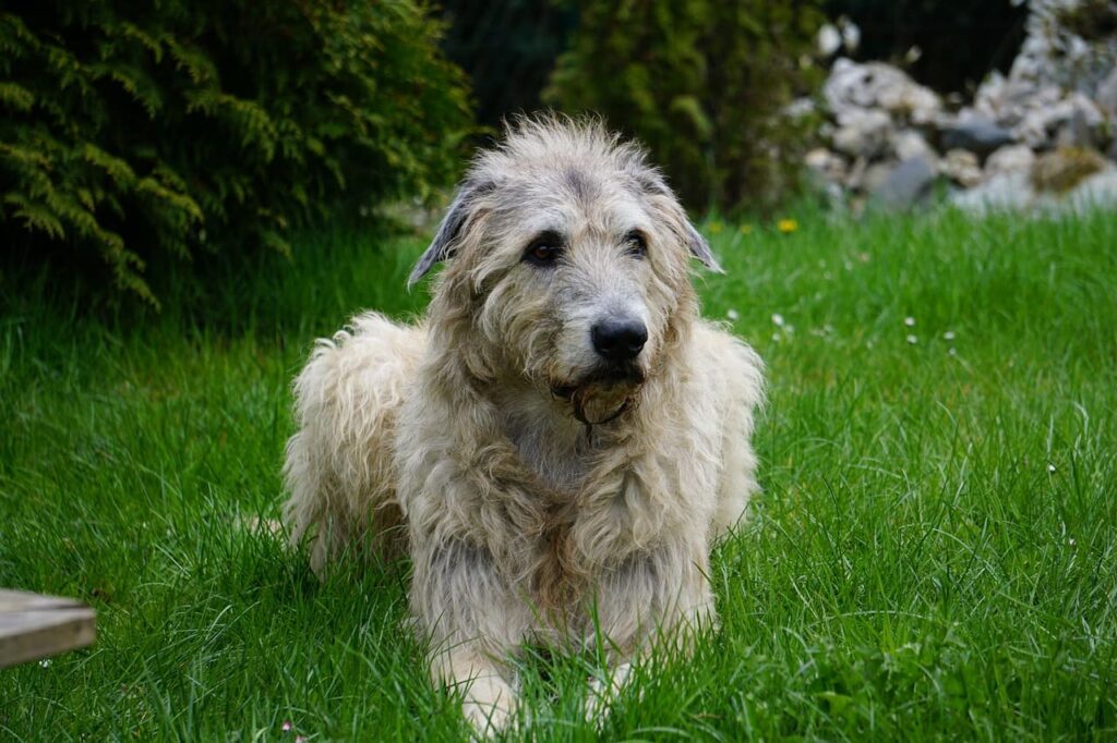 Irish Wolfhound - raça de cachorro alto e peludo