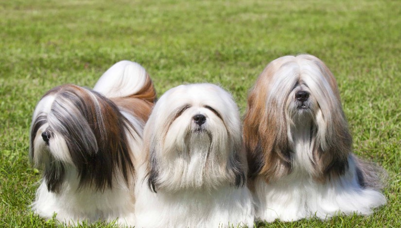 Lhasa Apso