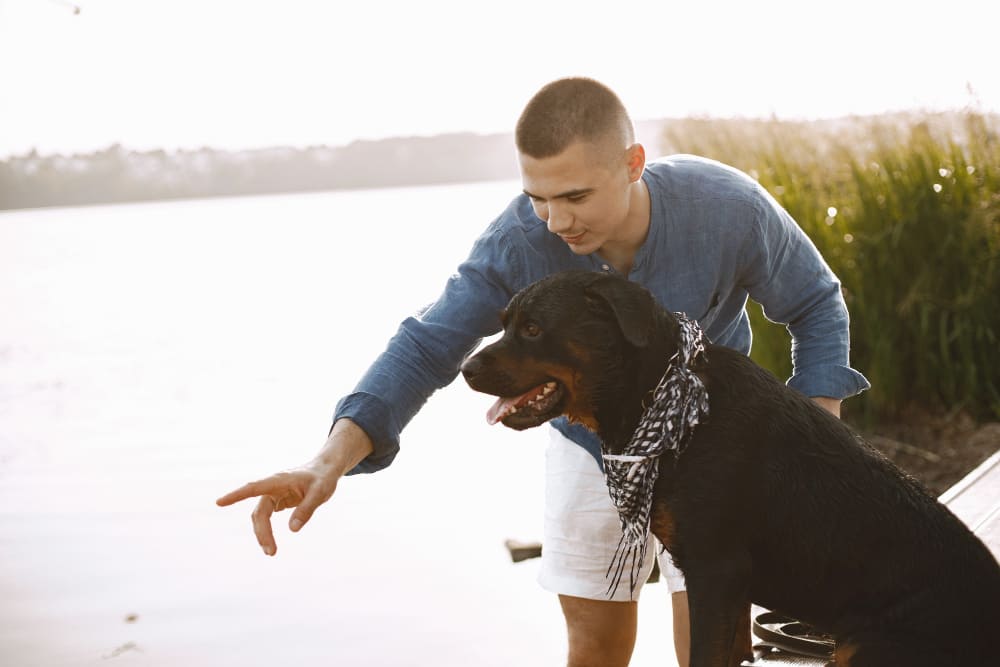 Métodos de treinamento eficazes para treinar o cachorro