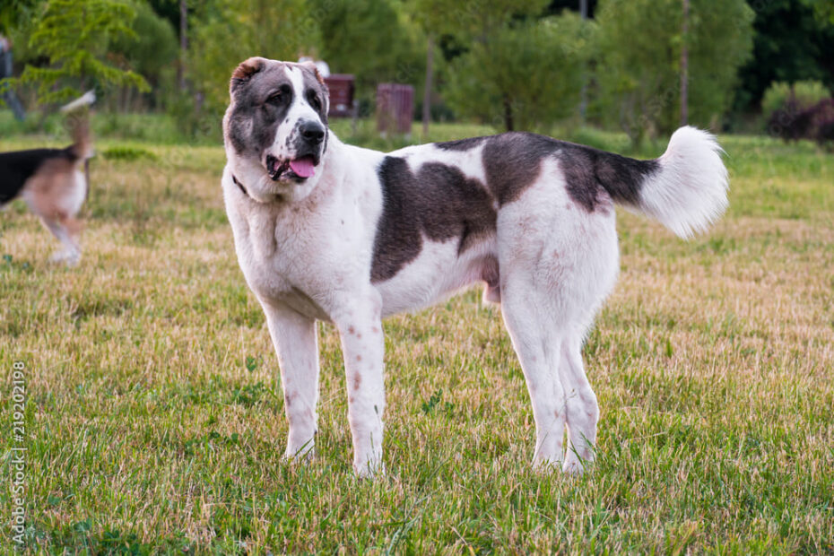 Quanto custa um filhote de cachorro Alabai