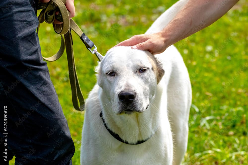 Quanto custa um filhote de cachorro Alabai