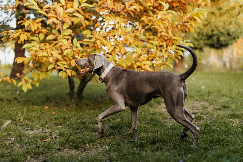 Weimaraner - cachorro alto