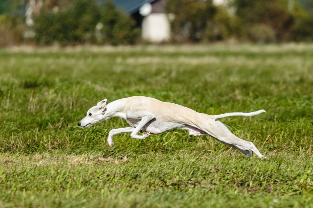 Whippets