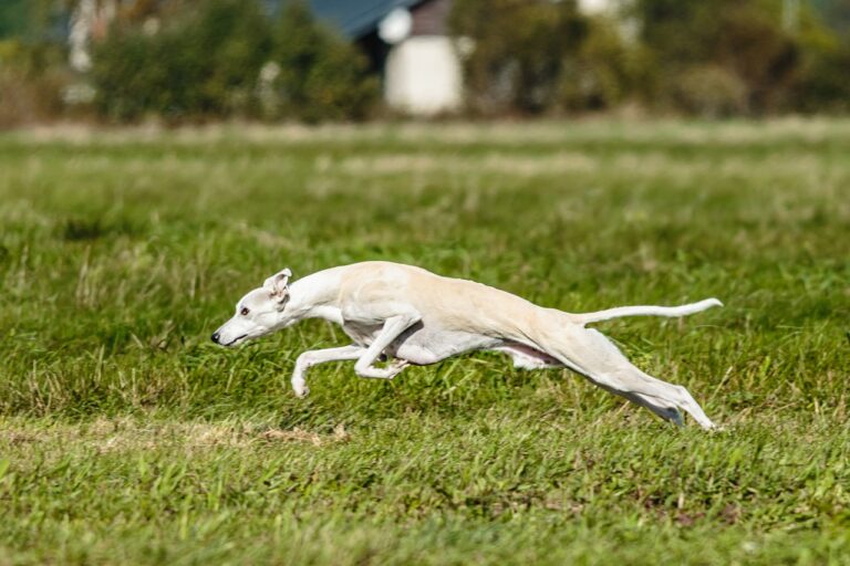 Cachorro alto e magro: conheça 5 raças! - Dicas Caninas