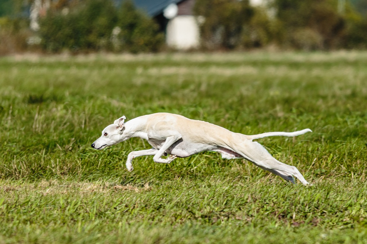 Cachorro alto e magro: conheça 5 raças! - Dicas Caninas