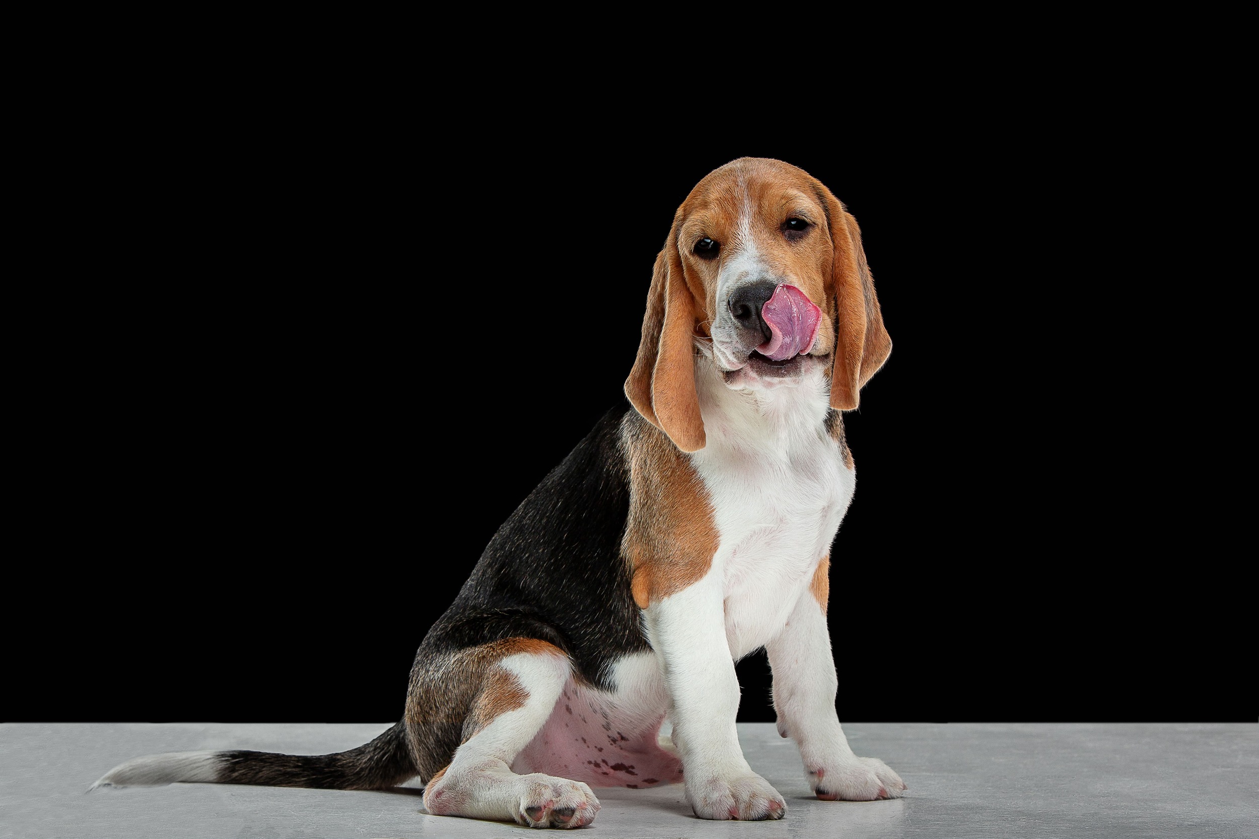 Beagle - cachorro de orelha grande