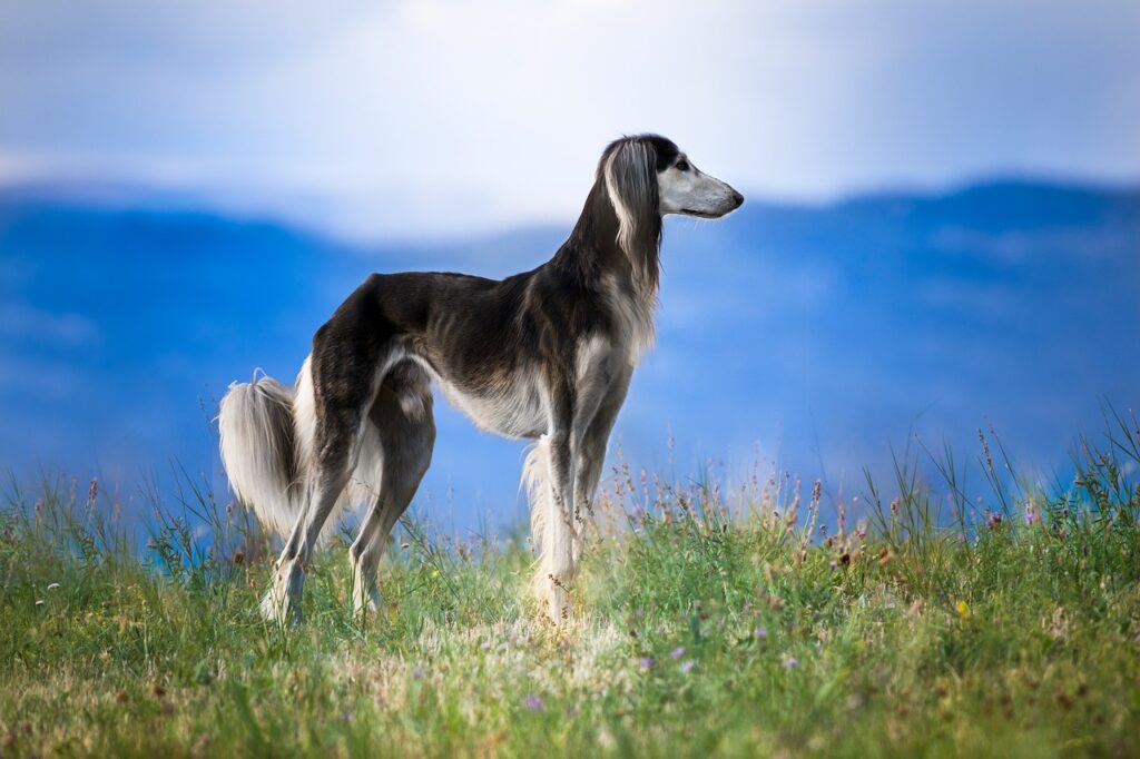 Cachorro alto e magro da raça Saluki