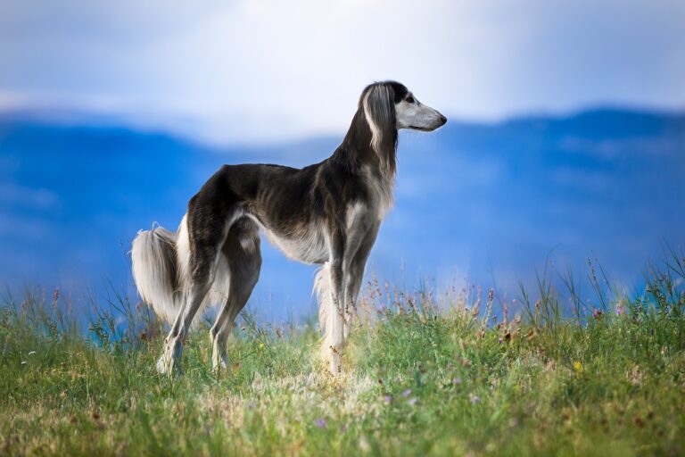 Cachorro alto e magro: conheça 5 raças! - Dicas Caninas