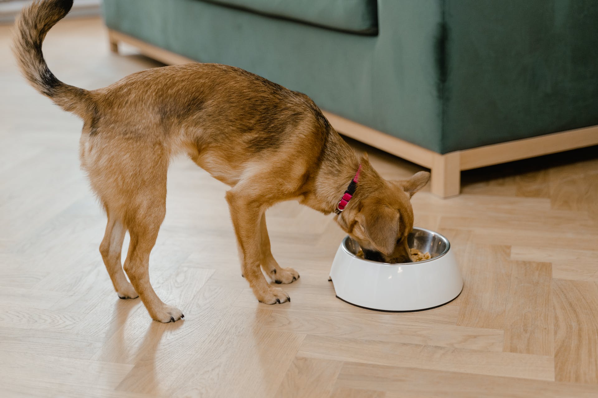 Quais alimentos são tóxicos para os cachorros?