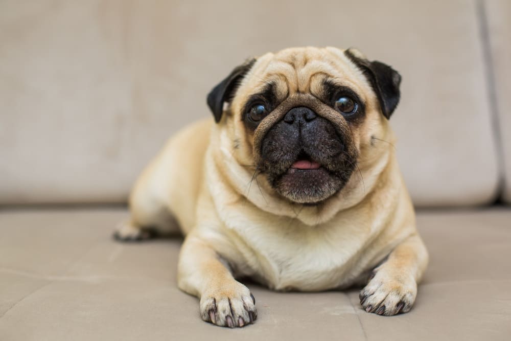 Cachorro com gastrite pode comer ração