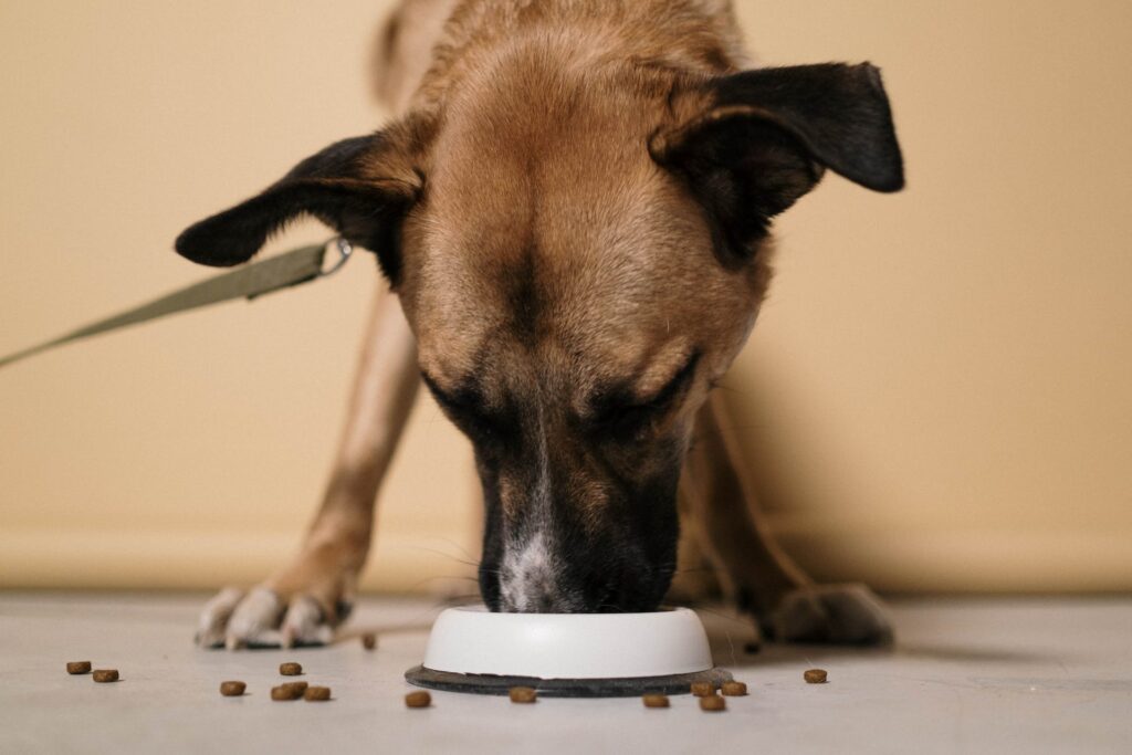 Cachorro comendo