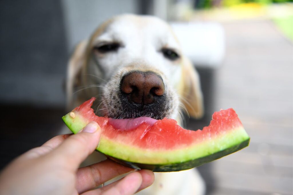 Cachorro comendo fruta melancia