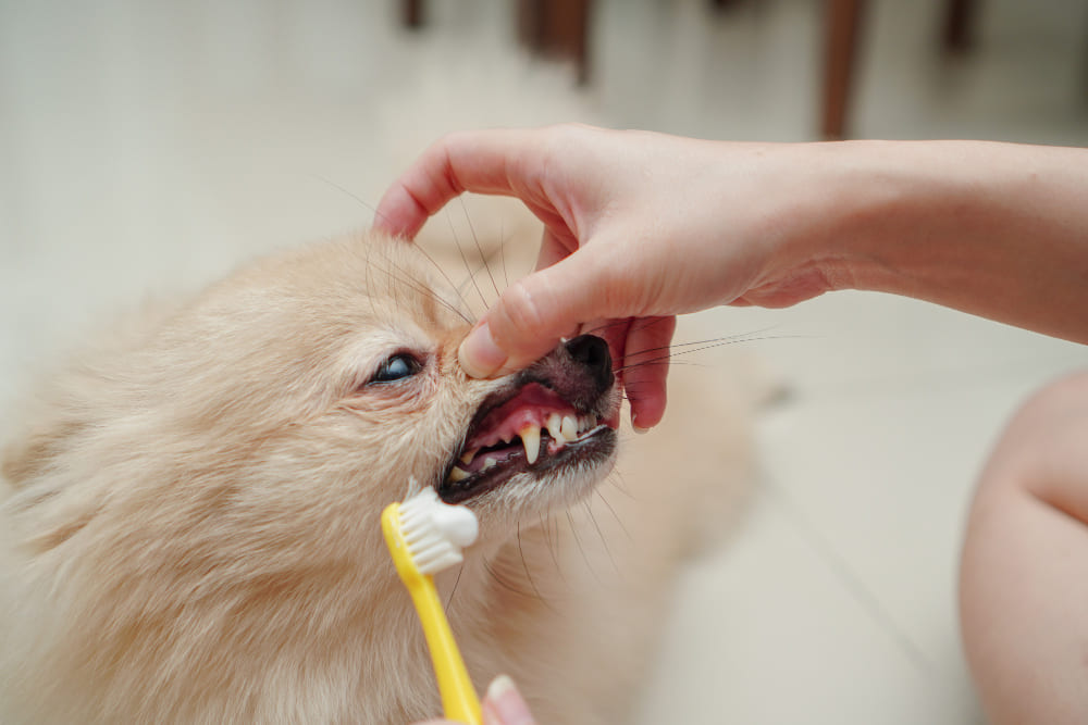 cachorro escovando os dentes