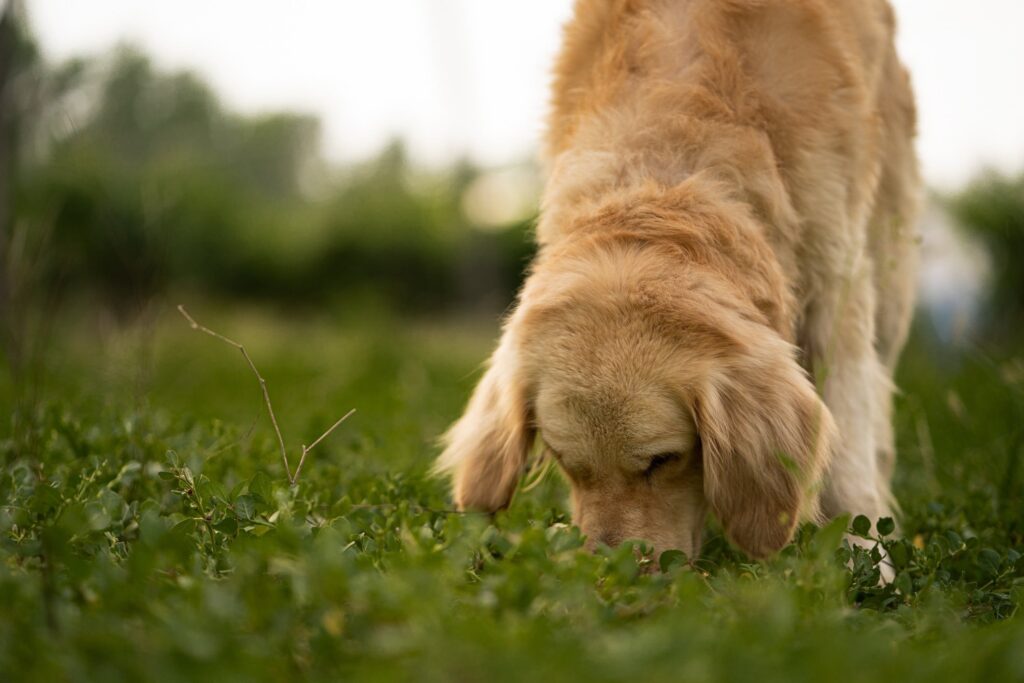 Cachorro farejando na grama