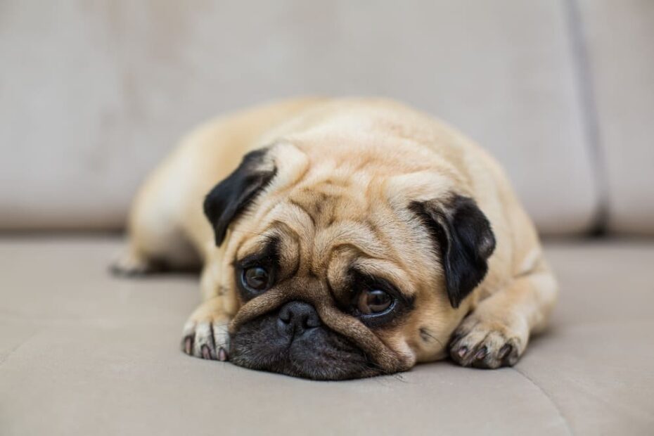 Cachorro com gastrite pode comer ração?