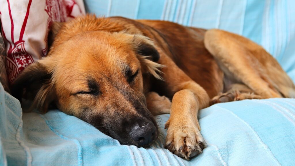 Cachorro marrom dormindo no sofá