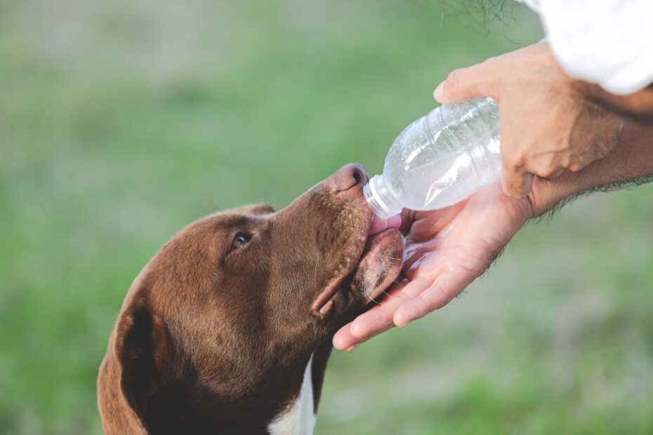 Cachorro pode tomar água com gás? Tudo o que você precisa saber