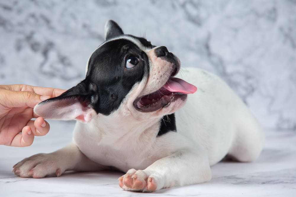 Cachorro pode tomar água com gás? Tudo o que você precisa saber