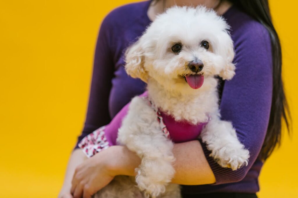 Cachorro poodle