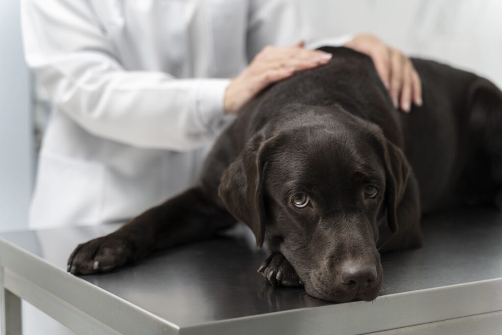 Cachorro preto no veterinário