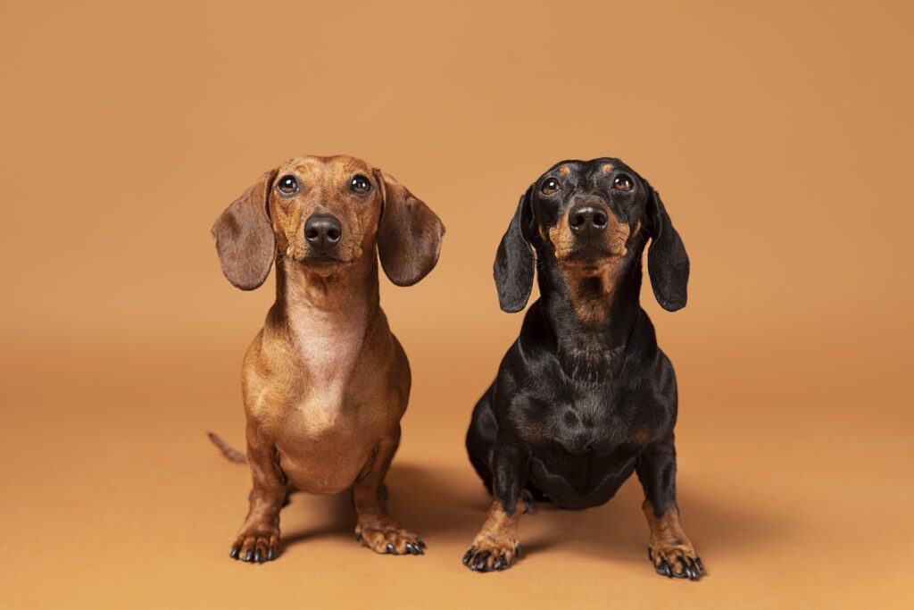 Dois cachorros da raça Dachshund, conhecidos como "salsicha"