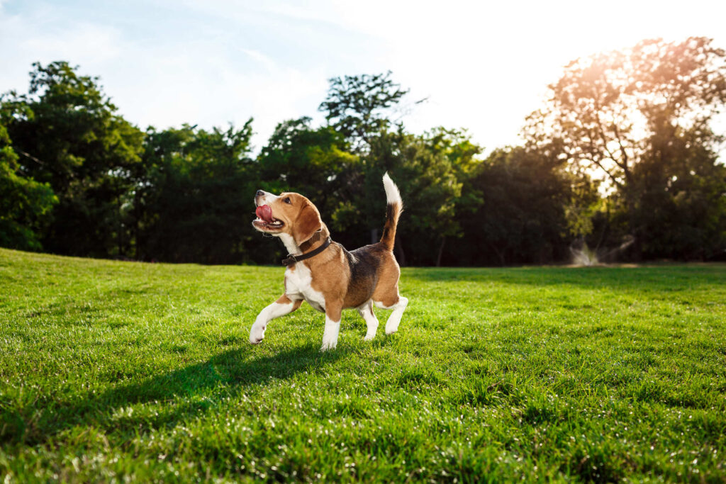 Cão da raça Beagle com orelhas grandes