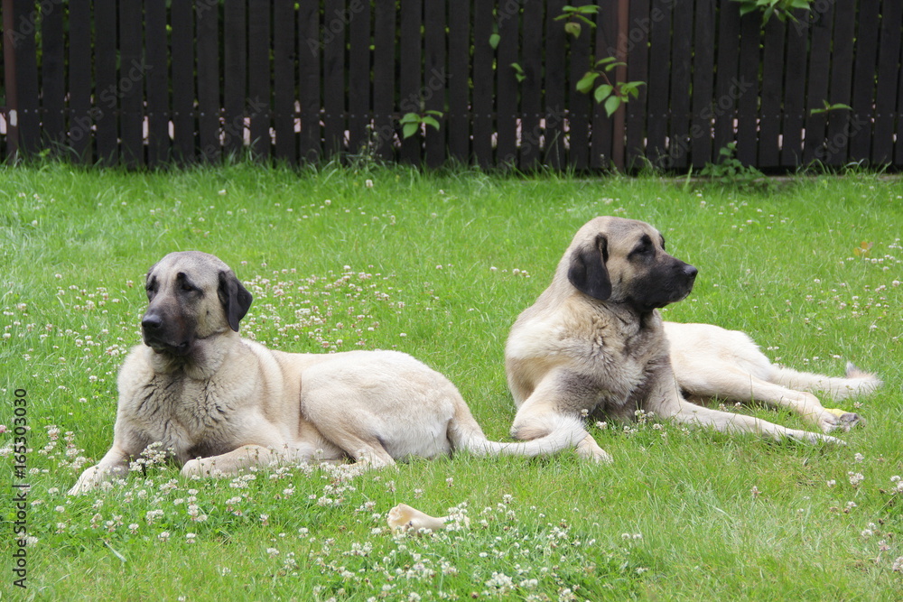 cachorro kangal