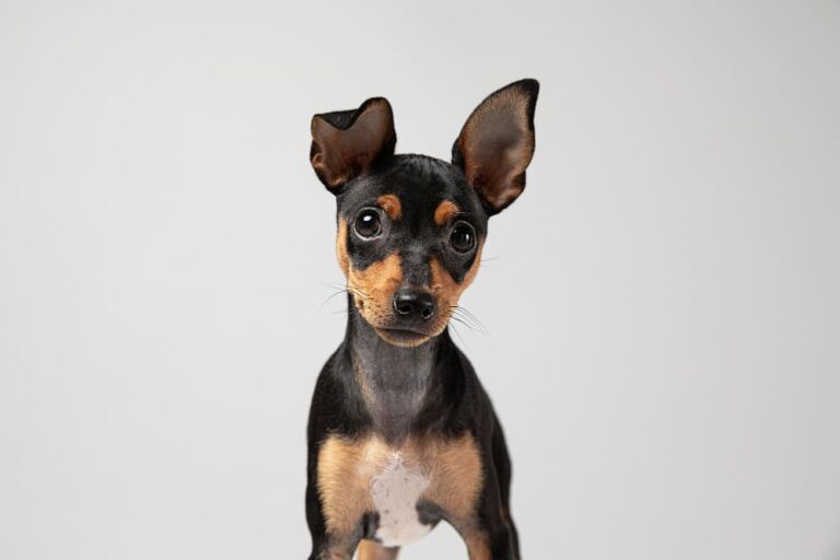 Quanto tempo vive um cachorro pinscher? Dicas Caninas