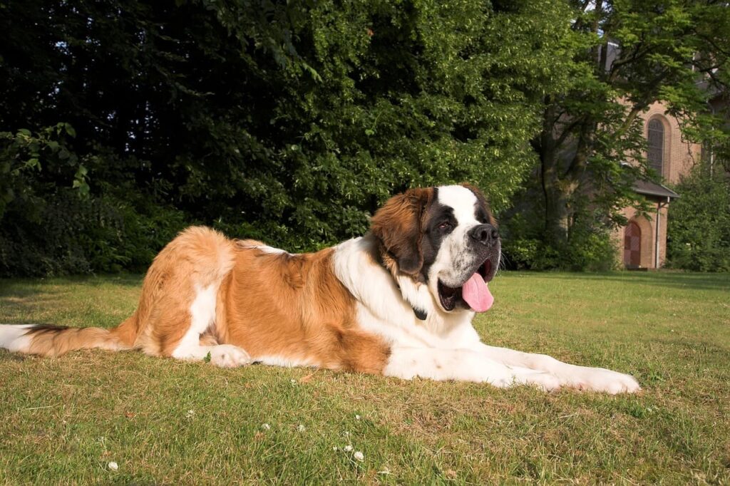 cachorro grande da raça são bernardo