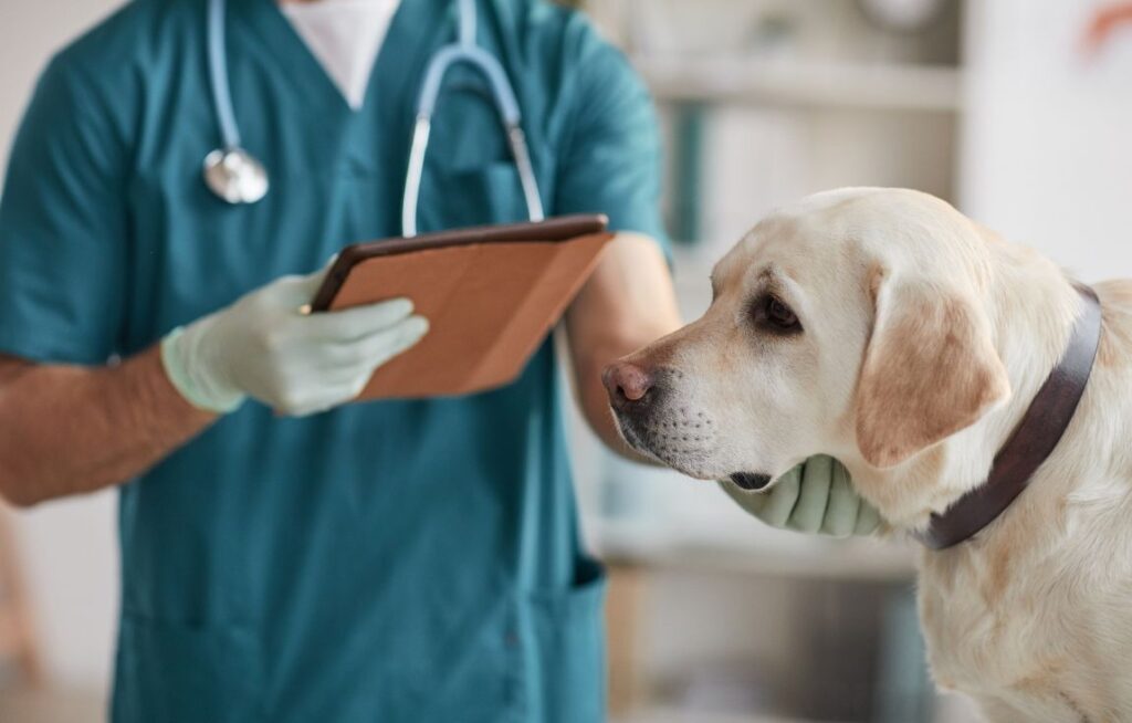 cachorro no veterinário após começar a vomitar