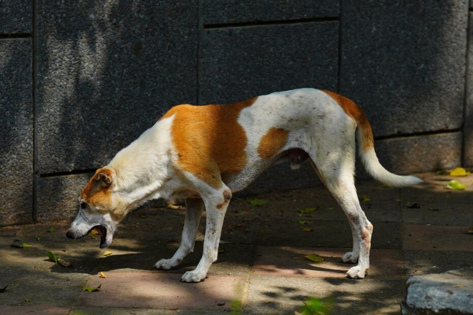 Cachorro vomitando amarelo: possíveis causas e tratamentos