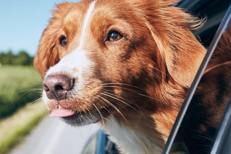 Viajar com cachorros: tudo que você precisa saber
