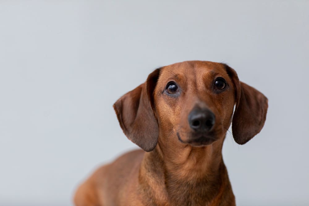 Cachorro com gastrite pode comer ração