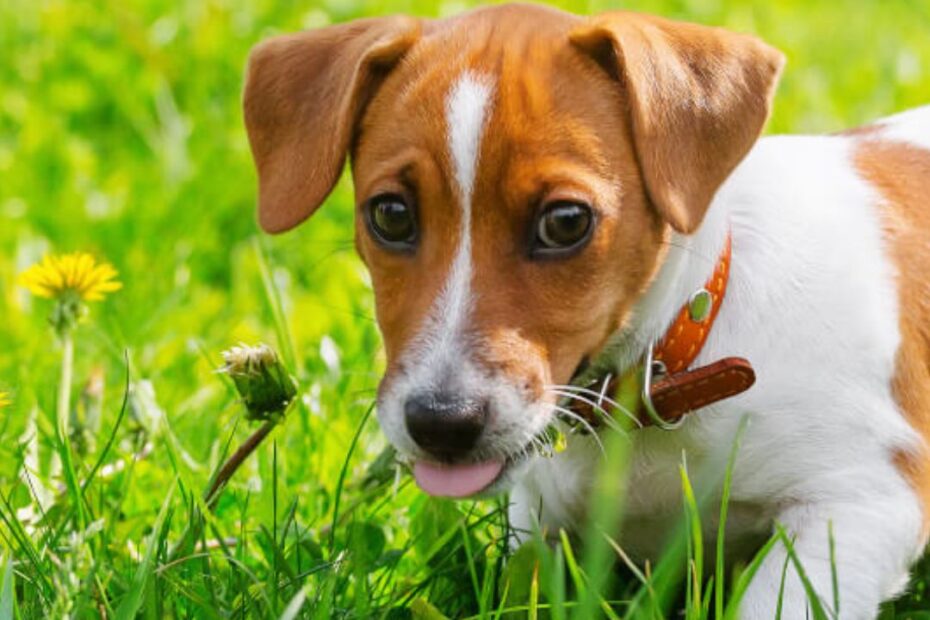 Por que cachorro come grama?