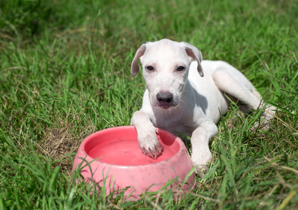 Cachorro pode tomar água com gás? Tudo o que você precisa saber