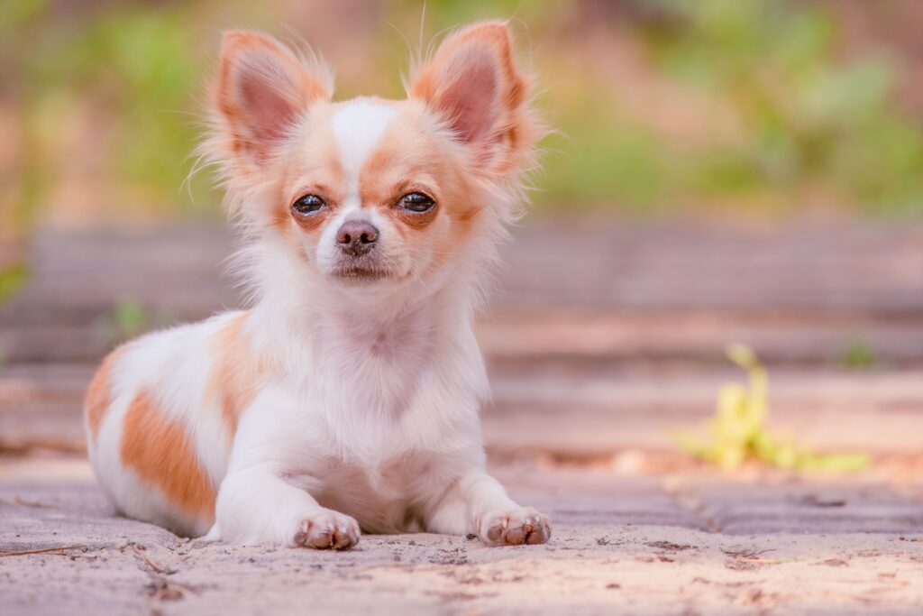Cachorro pequeno para apartamentos da raça Chihuahua,