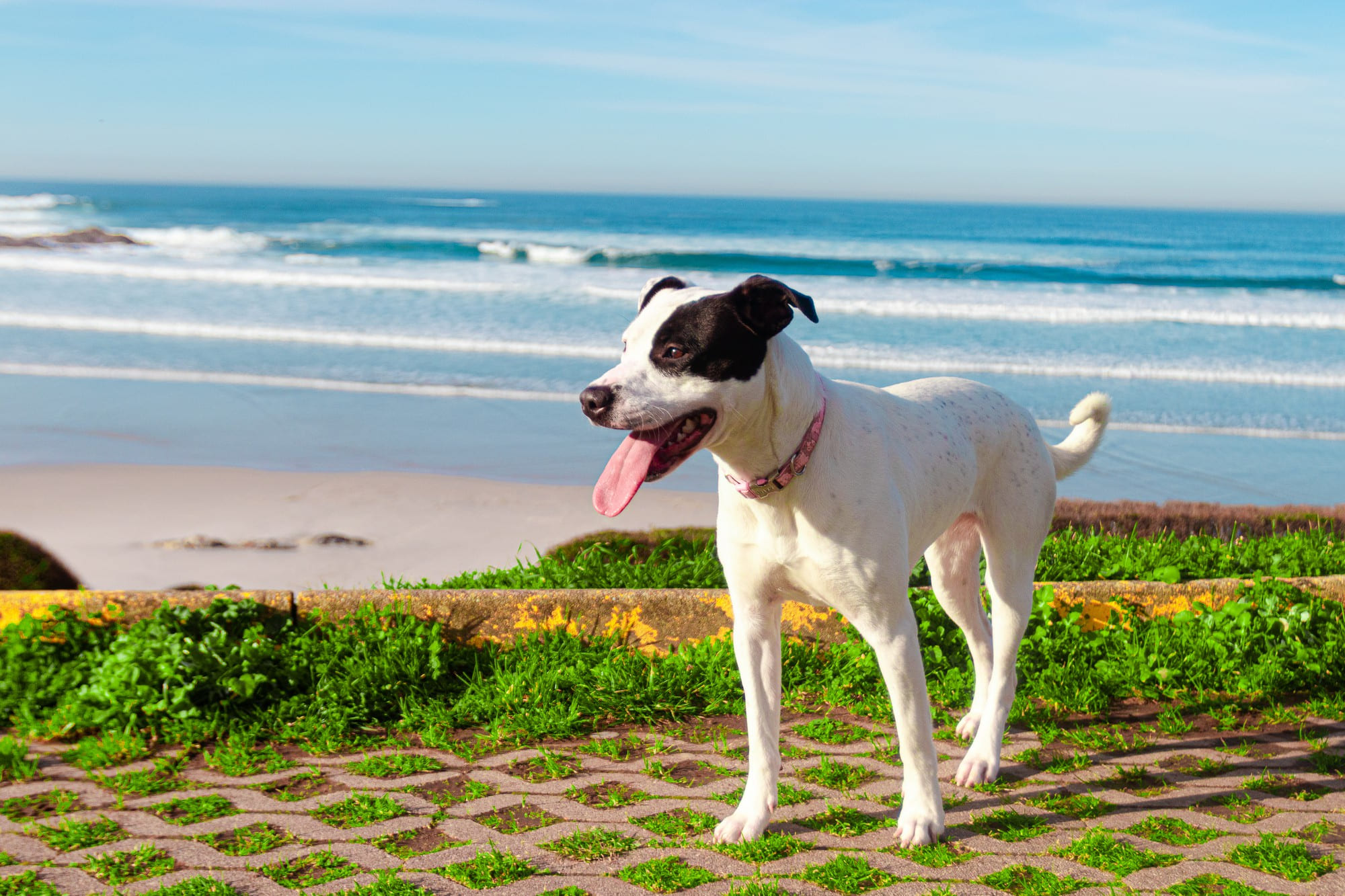 As raças de cachorro mais comuns no Brasil