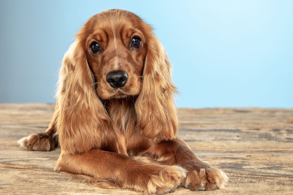 Cocker Spaniel - raça de cachorro de orelhas grandes