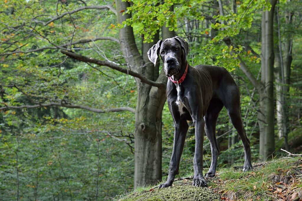 cachorro de grande porte da raça dogue alemão