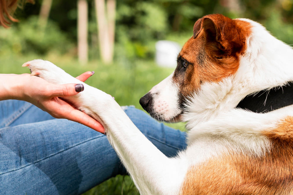 Como ensinar seu cachorro a dar a pata?