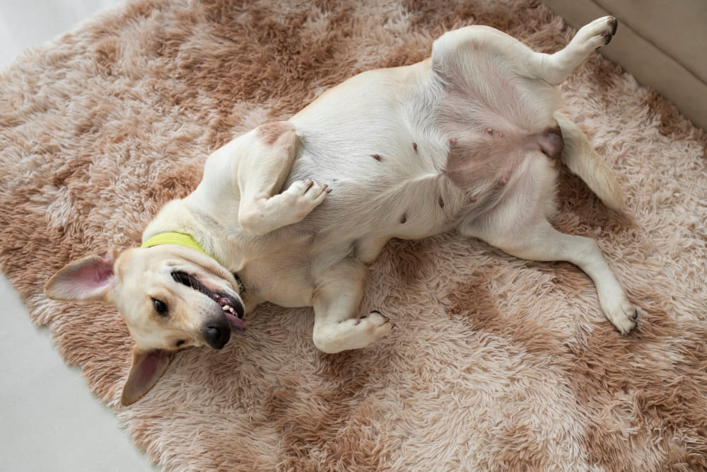 Como ensinar seu cachorro a deitar?