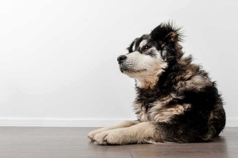 Como ensinar seu cachorro a ficar?